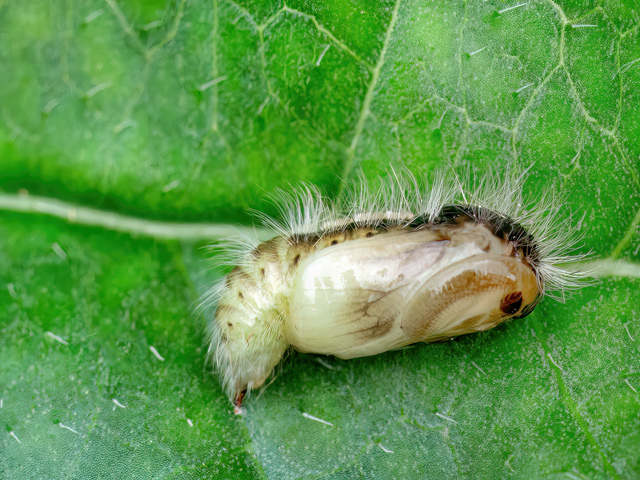 Orgyia antiqua (Puppe)
