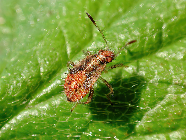Rhopalus subrufus (Larve)
