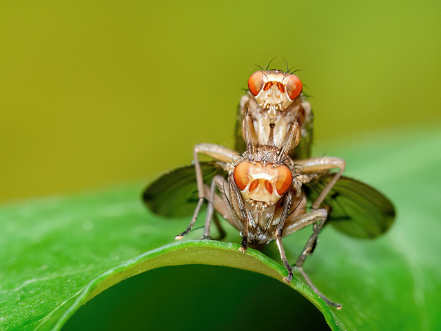 Suillia affinis (Paarung)