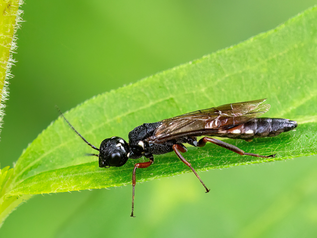 Xiphydria camelus (Männchen)