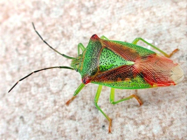 Acanthosoma haemorrhoidale
Die Wipfel-Stachelwanze (Acanthosoma haemorrhoidale) kommt in ganz Europa vor, Richtung Norden seltener werdend, ansonsten zählt sie zu den häufigsten Wanzen Europas. Man findet sie in Laubwäldern, an Waldrändern, Feldgehölzen, Gärten etc. gern dort wo es auch Ebereschen, Weißdorn und andere Hecken gibt. Flugzeit ist von April bis Oktober. Die Wipfel-Stachelwanzen saugen ausschließlich Pflanzensäfte, insbesondere an Beerensträuchern, wobei die Früchte selbst bevorzugt werden. Die Larven jedoch stechen nur die Blätter an. 
