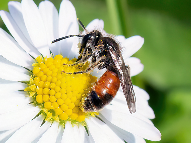 Andrena labiata
[url=https://www.cecidologie.de/cpg16x/albums/gallery2/Andrena_labiata_Weibchen.php][img]https://www.cecidologie.de/cpg16x/albums/gallery2/tn_Andrena_labiata_Weibchen.jpg[/img][/url] [url=https://www.cecidologie.de/cpg16x/albums/gallery2/Andrena_labiata_Maennchen2.php][img]https://www.cecidologie.de/cpg16x/albums/gallery2/tn_Andrena_labiata_Maennchen2.jpg[/img][/url] [url=https://www.cecidologie.de/cpg16x/albums/gallery2/Andrena_labiata_Paarung.php][img]https://www.cecidologie.de/cpg16x/albums/gallery2/tn_Andrena_labiata_Paarung.jpg[/img][/url]

Die Rote Ehrenpreis-Sandbiene (Andrena labiata) ist in Europa nördlich bis Finnland, südlich bis Marokko und östlich bis in die Mandschurei verbreitet. Man findet sie auf trockenen Wiesen, an Feldwegen und warmen Waldrändern, Dämmen sowie gelegentlich in Parks und Gärten. Flugzeit ist von Anfang April bis Ende Juni in einer Generation. Die Nahrung der Sandbienen ist Nektar, die der Larven Pollen und Nektar.

