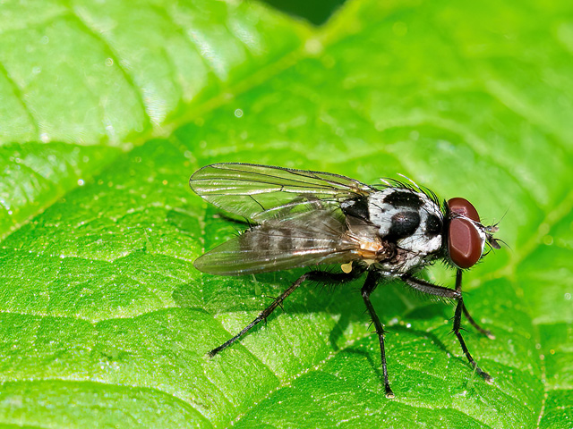 Anthomyia procellaris
[url=https://www.cecidologie.de/cpg16x/albums/gallery2/Anthomyia_procellaris_Maennchen2.php][img]https://www.cecidologie.de/cpg16x/albums/gallery2/tn_Anthomyia_procellaris_Maennchen2.jpg[/img][/url]

Anthomyia procellaris kommt in Europa, der [url=https://www.cecidologie.de/images/Regionen.png]Ostpaläarktis[/url] (China und Japan), dem Nahen Osten und der [url=https://www.cecidologie.de/images/Regionen.png]Nearktis[/url] (Michigan, südlich bis North Carolina) vor. Man findet sie in den verschiedensten Habitaten, bevorzugt in der Nähe von Fließgewässern nach eigener Beobachtung. Die Imagines ernähren sich von Blütenpollen, aber auch an Vogelkot kann man sie beobachten. Flugzeit ist ca. Mai bis September. Anthomyia procellaris ist A. bazini, A. imbrida und A. pluvialis sehr ähnlich. A. procellaris kann nicht von der seltenen A. bazini unterschieden werden, ohne die männlichen Genitalien zu untersuchen.
