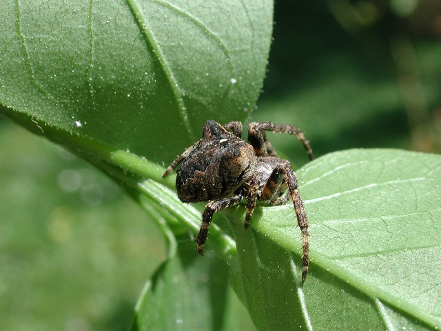 Araneus angulatus
[url=https://www.cecidologie.de/cpg16x/albums/gallery/Araneus_angulatus2.php][img]https://www.cecidologie.de/cpg16x/albums/gallery/tn_Araneus_angulatus2.jpg[/img][/url] [url=https://www.cecidologie.de/cpg16x/albums/gallery/Araneus_angulatus3.php][img]https://www.cecidologie.de/cpg16x/albums/gallery/tn_Araneus_angulatus3.jpg[/img][/url] [url=https://www.cecidologie.de/cpg16x/albums/gallery/Araneus_angulatus4.php][img]https://www.cecidologie.de/cpg16x/albums/gallery/tn_Araneus_angulatus4.jpg[/img][/url]

Die Gehörnte Kreuzspinne (Araneus angulatus) kommt in der gesamten [url=https://www.cecidologie.de/images/Regionen.png]Paläarktis[/url] vor. Man findet sie bevorzugt in lichten Wäldern, an Waldrändern und Waldwegen. Man hat diese Art im Tessin in Höhen von 1100 m gefunden. Sie ist nachtaktiv und fängt ihre Beutetiere mittels eines Radnetzes. Die Spinne hält sich meist nicht im Netz auf, sondern in einem Schlupfwinkel. Araneus angulatus ist in einigen Ländern gefährdet, so auch in Deutschland, wo sie in der Kategorie 3 (gefährdet) der Roten Liste eingestuft wird. 

