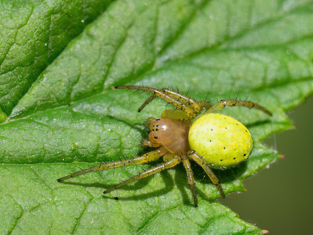 Araniella opisthographa
[url=https://www.cecidologie.de/cpg16x/albums/gallery2/Araniella_opisthographa_Weibchen2.php][img]https://www.cecidologie.de/cpg16x/albums/gallery2/tn_Araniella_opisthographa_Weibchen2.jpg[/img][/url] [url=https://www.cecidologie.de/cpg16x/albums/gallery2/Araniella_opisthographa_Epigyne.php][img]https://www.cecidologie.de/cpg16x/albums/gallery2/tn_Araniella_opisthographa_Epigyne.jpg[/img][/url]

Araniella opisthographa ist in der südwestlichen [url=https://www.cecidologie.de/images/Regionen.png]Paläarktis[/url] verbreitet. Das Verbreitungsgebiet reicht von Irland und Portugal bis in den Westen Sibiriens und in Nord-Süd-Richtung von Skandinavien bis Israel und weiter östlich nach Süden bis in den Norden Afghanistans, sowie von der gemäßigten bis mediterranen Zone. Die Art fehlt in Europa im Osten in Teilen des Baltikums, in Belarus und in Rumänien. In Deutschland ist die Art flächendeckend verbreitet. In Mitteleuropa findet man sie vor allem in mäßig trockenen bis trockenen Laub- und Nadelwäldern und deren Rändern und dort in der Krautschicht als auch in den Kronen von Sträuchern und Bäumen. Die Netze werden in einer Höhe von etwa drei Metern angelegt. Die Weibchen sitzen meist in der Netzmitte. Die adulten Männchen suchen Netze von weiblichen Tieren und warten dort, bis das Weibchen paarungsbereit ist. 
