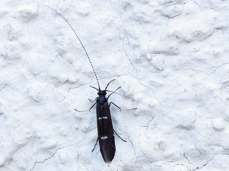 Athripsodes bilineatus
Athripsodes bilineatus ist in Europa verbreitet. Sie ist ein Bewohner von Fließgewässern. Ihr Vorkommen schließt schmale Bachoberläufe ebenso ein wie große Gewässer der Mittelgebirge und des Tieflandes. Flugzeit ist von Mai bis September in einer Generation. Zur Paarungszeit bilden sich Schwärme von bis zu 50 Tieren beider Geschlechter. Als Schwarmplätze werden besonnte und langsam fließende Gewässerabschnitte bevorzugt. Die Tiere fliegen ca. 5–20 cm über der Wasseroberfläche. Paarfindung und Kopulation erfolgt während des Fluges und wird anschließend in der Ufervegetation abgeschlossen. Die Larven entwickeln sich in diesen Gewässern, oft auf feinem Kies bis hin zu Kieselsteinuntergründen und bauen ihre gekrümmte Hüllen aus Sandkörnern.
