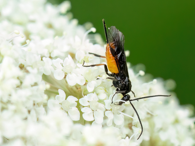 Bracon spp.
Wespen der Gattung Bracon sind kosmopolitisch und weltweit verbreitet, wobei die meisten der beschriebenen Arten in der Paläarktis vorkommen. Diese Wespen sind meist Ektoparasitoide, wobei sich die Larven auf der Außenseite des Körpers des Wirts entwickeln. Zu den bekannten Wirten gehören die Larven zahlreicher Lepidoptera-Arten, Käfer, Fliegen, Hautflügler und Wanzen. Sie sind Idiobionten, die die Entwicklung des Wirts stoppen, wenn sie ihre Eier auf dessen Körper ablegen. Einige Bracon-Wespen sind spezifisch für eine Wirtsart, und von einigen ist bekannt, dass sie viele verschiedene Wirte nutzen. Die Arten dieser Gattung sind schwer zu bestimmen, daher gibt es hier keinen Artnamen.

