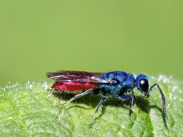 Chrysis spp.
[url=https://www.cecidologie.de/cpg16x/albums/gallery2/Chrysis_spec2.php][img]https://www.cecidologie.de/cpg16x/albums/gallery2/tn_Chrysis_spec2.jpg[/img][/url] [url=https://www.cecidologie.de/cpg16x/albums/gallery2/Chrysis_spec3.php][img]https://www.cecidologie.de/cpg16x/albums/gallery2/tn_Chrysis_spec3.jpg[/img][/url]

Wespen der Familie Chrysididae sind anhand von Fotos oft nicht zu bestimmen. Daher muss es hier zumindest beim Gattungsnamen bleiben.
