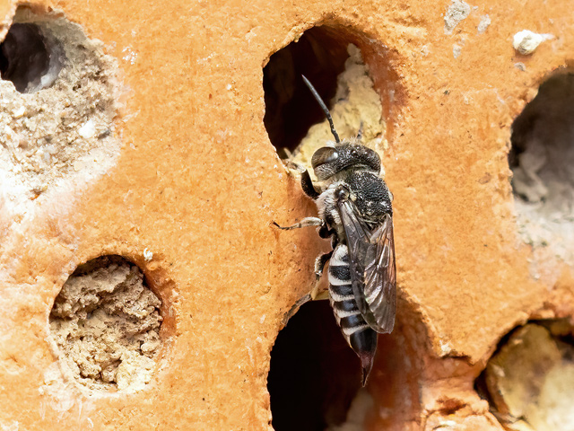 Coelioxys echinata
[url=https://www.cecidologie.de/cpg16x/albums/gallery2/Coelioxys_echinata_Weibchen2.php][img]https://www.cecidologie.de/cpg16x/albums/gallery2/tn_Coelioxys_echinata_Weibchen2.jpg[/img][/url] [url=https://www.cecidologie.de/cpg16x/albums/gallery2/Coelioxys_echinata_Weibchen3.php][img]https://www.cecidologie.de/cpg16x/albums/gallery2/tn_Coelioxys_echinata_Weibchen3.jpg[/img][/url]

Die Stacheltragend Kegelbiene (Coelioxys echinata) ist in Nordafrika (Marokko–Algerien), in Europa nordwärts bis zum 53°n.Br. und ostwärts bis zum Kaspischen Meer verbreitet. Coelioxys echinata schmarotzt bei der Luzerne-Blattschneiderbiene (Megachile rotundata) und ist auf sie angewiesen. Flugzeit ist von Anfang Juni bis Ende August in einer Generation. Nahrung der Imagines ist Nektar von z. B. Gewöhnlichen Hornklee (Lotus corniculatus), Wilde Resede (Reseda lutea), Sand-Thymian (Thymus serpyllum) und Felsen-Fetthenne (Sedum rupestre). Die Larven fressen den Pollen, das Ei und die Larve des Wirtes.

