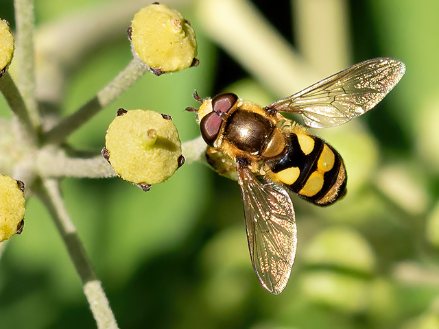 Eupeodes latifasciatus
[url=https://www.cecidologie.de/cpg16x/albums/gallery/Eupeodes_latifasciatus_Maennchen2.php][img]https://www.cecidologie.de/cpg16x/albums/gallery/tn_Eupeodes_latifasciatus_Maennchen2.jpg[/img][/url]

Eupeodes latifasciatus ist [url=https://www.cecidologie.de/images/Regionen.png]paläarktisch[/url] von [url=https://www.cecidologie.de/images/Fennoscandia.png]Fennoskandinavien[/url] südlich bis Iberien und das Mittelmeerbecken. Türkei, Irland ostwärts durch Europa bis zum europäischen Russland, dem russischen Fernen Osten, Sibirien bis zur Pazifikküste (Sachalin und Kurileninseln), Indien und [url=https://www.cecidologie.de/images/Regionen.png]nearktisch[/url] von Alaska südwärts bis Kalifornien und Texas verbreitet. Man findet sie in Gärten, auf Wiesen, in Feuchtgebieten und offenen Landschaften, Mooren, feuchten Grasland und entlang von Bächen und auf unbestellten Brachland. Flugzeit ist von April bis Oktober in mehreren Generationen. Nahrung der Imagines sind Pollen und Nektar verschiedener Blütenpflanzen wie z. B. Disteln, Doldenblütler, Efeu etc. Die Larven ernähren sich von Blattläusen.

