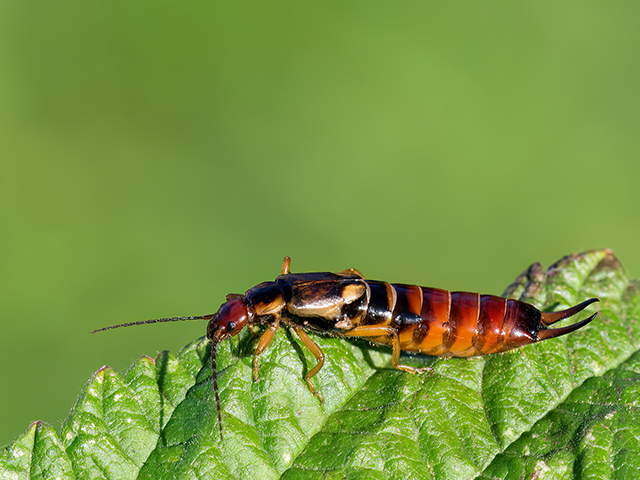 Forficula auricularia
[url=https://www.cecidologie.de/cpg16x/albums/gallery2/Forficula_auricularia2.php][img]https://www.cecidologie.de/cpg16x/albums/gallery2/tn_Forficula_auricularia2.jpg[/img][/url]

Der Gemeine Ohrwurm (Forficula auricularia)  kam ursprünglich nur in Europa vor, ist aber durch Verschleppung mittlerweile fast weltweit zu finden, außer in [url=https://www.cecidologie.de/images/Fennoscandia.png]Fennoskandinavien[/url] nördlich des 64. Breitengrades und Island. Man findet ihn in den verschiedensten Habitaten meist versteckt unter Laub, in Ritzen und Spalten, unter Rinde und Totholz, unter Steinen, in heruntergefallenen Früchten und ähnlichen Orten. Die Art ernährt sich omnivor, also von pflanzlicher als auch von tierischer Nahrung. Sie fressen Pflanzenteile, Früchte und Samen, andere Wirbellose und Detritus. Die Weibchen legen ca. 50–90 Eier in unterirdisch angelegte Bodennester. Das Weibchen verharrt in einem der Dormanz ähnlichen Zustand im Nest, bis die Larven geschlüpft sind. An der Frühjahresgeneration wird sogar Brutpflege betrieben, das Weibchen reinigt die Eier ständig und schützt sie so vor Pilzbefall und Parasiten. Nach dem Schlupf der Larven stirbt es und wird von diesen gefressen. Die Larven häuten sich in dieser Zeit vier- bis fünfmal. Die Überwinterung erfolgt im Erwachsenenstadium in geschützten Verstecken, wie z. B. unter Rinde, in Spalten, unter Laub und zwischen Holzstücken. 

