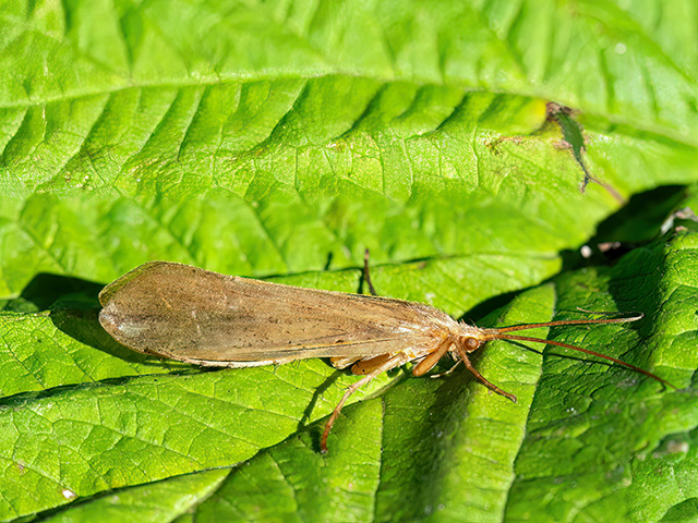 Grammotaulius nigropunctatus
Die Köcherfliege Grammotaulius nigropunctatus ist in Europa und Asien verbreitet. Man findet sie in Biotopen mit kleineren stehenden Gewässern.
Flugzeit ist von Mai bis Oktober. Die Larven aquatisch und bauen sich einen Köcher aus Pflanzenteilen. Die Larven leben von zerkleinerten Pflanzenteilen, seltener auch räuberisch.

