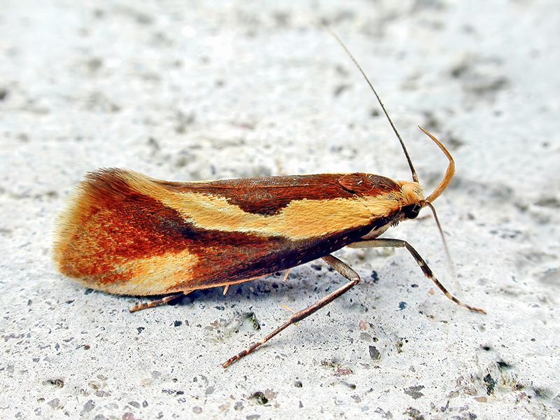 Harpella forficella
Die Tastermotte (Harpella forficella) kommt in Europa vor. Man findet sie in Hecken, in Wäldern, Parks und Gärten. Flugzeit ist von Juni bis September. Die Raupen findet man von September bis Mai auf moderndem Holz oder unter der Rinde von Baumstümpfen. Sie ernähren sich vom Totholz, aber auch der zu den Pilzen gehörende Pyrenomycet Daldinia concentrica gehört zum Nahrungsspektrum. 
