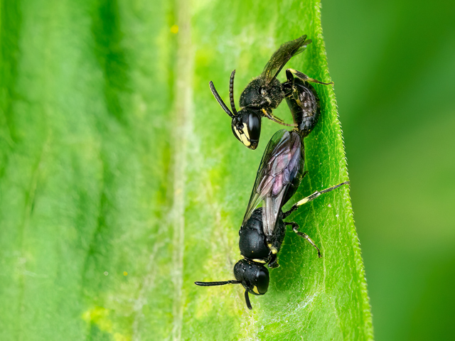 Hyaleus communis
Die Gewöhnliche Maskenbiene (Hyaleus communis) ist von Portugal über Europa, Kleinasien und Kaukasus bis Zentralasien; nordwärts bis Irland und Mittelschottland, überschreitet in Skandinavien den Polarkreis, in Norwegen bis 63°N, in Schweden bis 66°N, in Finnland bis 67,5°N, in Russland bis Karelien und Kirov und nach bisherigem Kenntnisstand südwärts bis Sizilien, Kreta, Libanon und Nordiran verbreitet. Man findet sie in den verschiedensten Lebensräumen vor, z. B. an Waldrändern, auf Waldlichtungen und Kahlschlägen, in Feldhecken, in Brombeergebüschen, in Sand-, Kies- und Lehmgruben, an Dämmen, bei Gleisanlagen, regelmäßig auch im Siedlungsbereich in Gärten, Parks und auf Ruderalflächen. Die Flugzeit ist von Mitte oder Ende Mai bis September und evtl. eine mögliche zweite Generation mit Flugzeit ab Anfang August bis September. Hyaleus communis nistet in vorhandenen Hohlräumen wie z. B. Insektenfraßgänge im alten Holz, verlassene Grabwespennester, Mörtelfugen, Risse im Verputz von Hauswänden, Hohlräume in alten Fensterrahmen, in markhaltigen Stängeln, Ranken und Zweigen, z. B. Brombeere, Holunder, Heckenrosen; in verlassenen Eichengallen von Andricus kollari; in alten Schilfgallen von Lipara lucens, auch in Nisthilfen. Die Art besucht eine Vielzahl verschiedener Blütenpflanzen.


