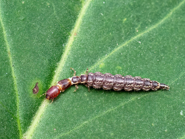 Larve einer Kamelhalsfliege
Die Larven der Kamelhalsfliegen ernähren sich wie die adulten Tiere räuberisch von anderen Insekten und deren Eier. Sie jagen bevorzugt unter der losen Rinde, abgestorbener Bäume oder am Boden. Nach mehreren Larvenstadien (bis 3 Jahre) verpuppen sie sich.  
