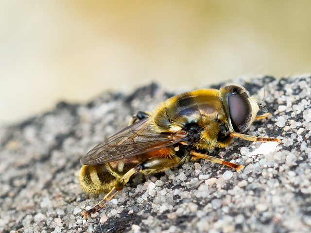 Merodon moenium
[url=https://www.cecidologie.de/cpg16x/albums/gallery2/Merodon_moenium_Weibchen.php][img]https://www.cecidologie.de/cpg16x/albums/gallery2/tn_Merodon_moenium_Weibchen.jpg[/img][/url]

Merodon moenium ist in Europa von Südschweden südlich bis zum Mittelmeer, von Frankreich östlich bis zur Schwarzmeerküste verbreitet. Man findet sie in verschiedenen offenen Lebensräumen wie Grasland, auch offene, sonnige Wälder, Gärten und Parkanlagen. Flugzeit ist von Mai bis August. Sie besuchen regelmäßig Blüten. Die Larven ernähren sich von den Zwiebeln oder Rhizomen einkeimblättriger Pflanzen. Bis vor kurzem war diese Art unter dem Namen Merodon avidus bekannt, aber Merodon avidus scheint ein Artenkomplex zu sein und die in unserer Region vorkommende Art ist Merodon moenium. Merodon avidus selbst kommt hauptsächlich im Mittelmeerraum vor.
