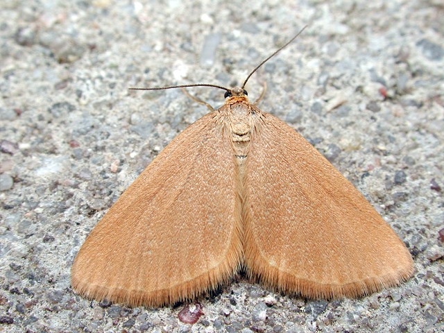 Minoa murinata
Der Wolfsmilch-Spanner (Minoa murinata) ist in ganz Europa außer in [url=https://www.cecidologie.de/images/Fennoscandia.png]Fennoskandinavien[/url] verbreitet. Man findet ihn von der Ebene bis zur montanen Stufe an sonnigen Hängen, auf trockenen Heiden, auf Wiesen und an Waldrändern. Flugzeit ist von Ende April bis Ende Juni und von Mitte Juli bis Anfang September in zwei Generationen. Die Raupen findet man von Mai bis September. Nahrungspflanzen ist die Zypressen-Wolfsmilch (Euphorbia cyparissias), evtl. auch andere Wolfsmilcharten. Die Verpuppung und Überwinterung erfolgt in der Erde, wobei die Puppe auch zweimal überwintern kann. 
