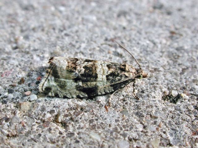 Orthotaenia undulana
Orthotaenia undulana ist in der gesamten [url=https://www.cecidologie.de/images/Regionen.png]Paläarktis[/url] verbreitet. Flugzeit ist von Mai bis Mitte August. Die Larven ernähren sich polyphag, z. B. von Heckenkirsche (Lonicera), Heidelbeere (Vaccinium), Kiefern (Pinus) und Birke (Betula), Ulme (Ulmus), Erle (Alnus) etc. Verpuppung erfolgt in einem Blatt.

