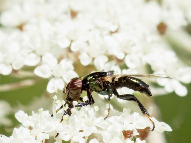 Physiphora alceae
[url=https://www.cecidologie.de/cpg16x/albums/gallery2/Physiphora_alceae2.php][img]https://www.cecidologie.de/cpg16x/albums/gallery2/tn_Physiphora_alceae2.jpg[/img][/url] [url=https://www.cecidologie.de/cpg16x/albums/gallery2/Physiphora_alceae3.php][img]https://www.cecidologie.de/cpg16x/albums/gallery2/tn_Physiphora_alceae3.jpg[/img][/url] [url=https://www.cecidologie.de/cpg16x/albums/gallery2/Physiphora_alceae4.php][img]https://www.cecidologie.de/cpg16x/albums/gallery2/tn_Physiphora_alceae4.jpg[/img][/url]

Physiphora alceae kommt in der [url=https://www.cecidologie.de/images/Regionen.png]Paläarktis[/url] und [url=https://www.cecidologie.de/images/Regionen.png]Nearktis[/url] vor. Die Imagines saugen an Hundekot und ähnlichem. Das Männchen wirbt um das Weibchen mit auffälligen Kreistänzen. Die Larven entwickeln sich in Kot, wie etwa Kuhmist, Pferdeäpfeln, aber auch in verfaulendem pflanzlichen Material. Sie können sich springend fortbewegen. 
