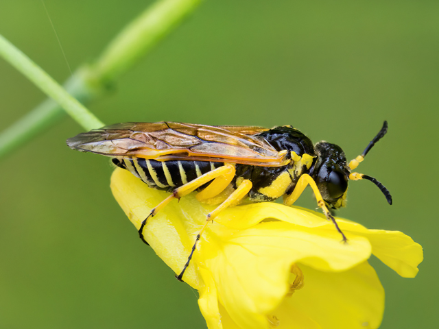 Tenthredo flaveola
[url=https://www.cecidologie.de/cpg16x/albums/gallery2/Tenthredo_flaveola_Maennchen.php][img]https://www.cecidologie.de/cpg16x/albums/gallery2/tn_Tenthredo_flaveola_Maennchen.jpg[/img][/url]

Tenthredo flaveola ist von Mitteleuropa über den Balkan, die südosteuropäischen Steppengebiete und die Ukraine bis nach Armenien verbreitet. Man findet sie auf Rapsbrachen, an Weg- und Ackerrändern, Ruderalstellen und in Sandgruben. Flugzeit ist von Anfang Mai bis Ende Juni. Die Larven ernähren sich von verschiedenen Kreuzblütlern (Brassicaceae), wie z. B. Barbarakraut (Barbarea vulgaris), Raps (Brassica napus), Acker-Senf (Sinapis arvensis) und Hederich (Raphanus raphanistrum).
