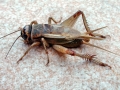 Acheta domesticus