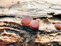Adelphella babingtonii