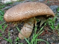 Agaricus_augustus.jpg