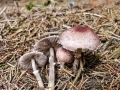 Agaricus semotus