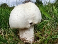 Agaricus_urinascens.jpg