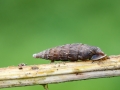 Alinda biplicata