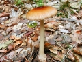 Amanita fulva