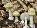 Amanita phalloides