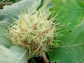 Andricus_caputmedusae_parth.jpg
