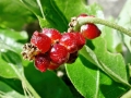 Andricus grossulariae