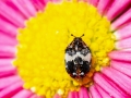 Anthrenus_pimpinellae.jpg