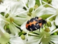 Anthrenus_scrophulariae.jpg