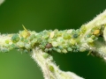 Aphis_ruborum.jpg