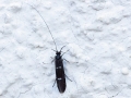 Athripsodes bilineatus