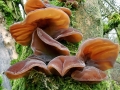 Auricularia_auricula_judae.jpg