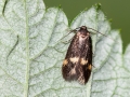 Borkhausenia minutella