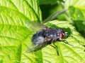Calliphora_vicina_Weibchen.jpg