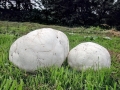 Calvatia_gigantea.jpg