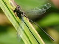 Chalcolestes_viridis_Maennchen.jpg