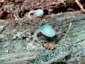 Chlorociboria_aeruginascens.jpg