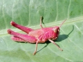 Chorthippus_spp_Nymphe.jpg
