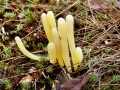 Clavaria_argillacea.jpg