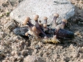 Claviceps_purpurea.jpg