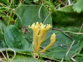 Clavulinopsis_corniculata.jpg