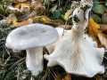 Clitocybe_nebularis.jpg