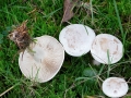 Clitocybe_rivulosa.jpg